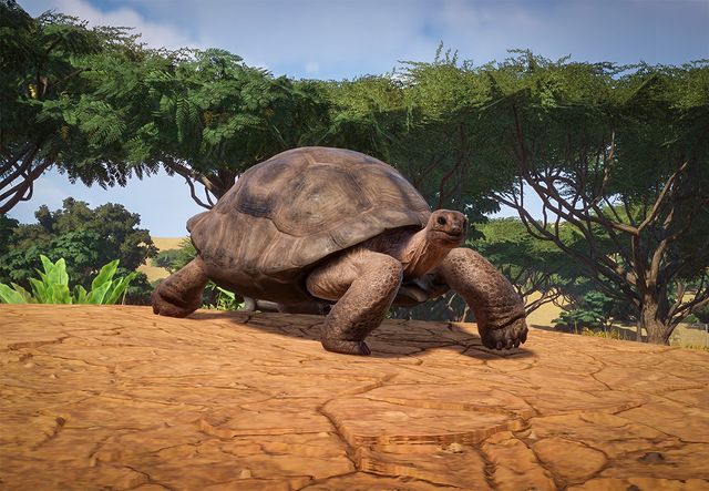 PlanetZoo Zoopedia Aldabra Giant Tortoise.jpg