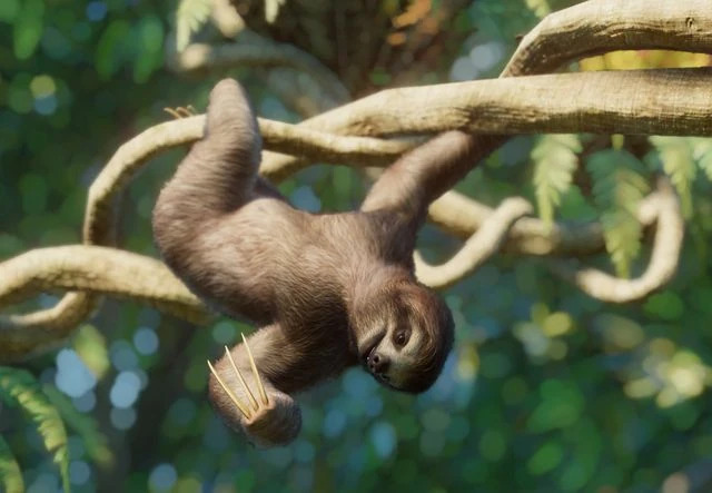 PlanetZoo Zoopedia Brown-Throated Sloth.jpg