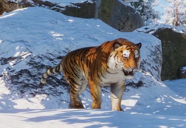 파일:PlanetZoo Zoopedia Siberian Tiger.jpg