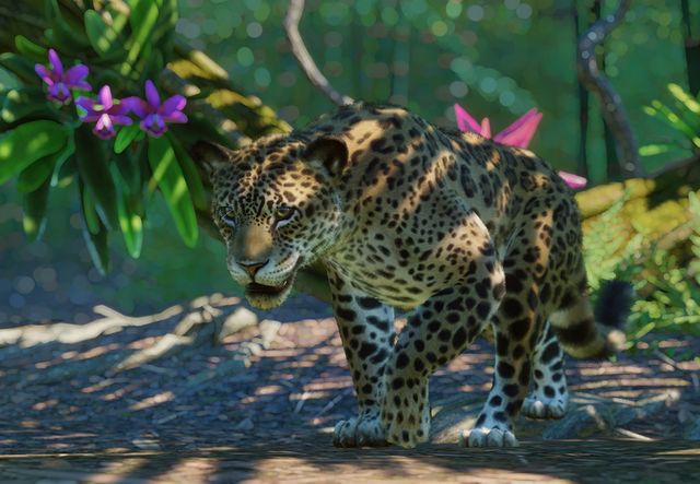 파일:PlanetZoo Zoopedia Jaguar.jpg