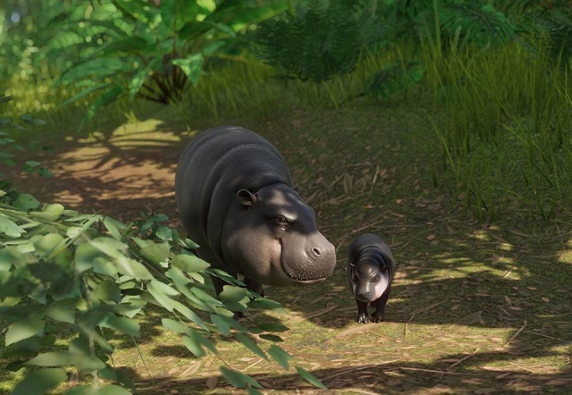 파일:PlanetZoo Zoopedia Pygmy Hippo.jpg