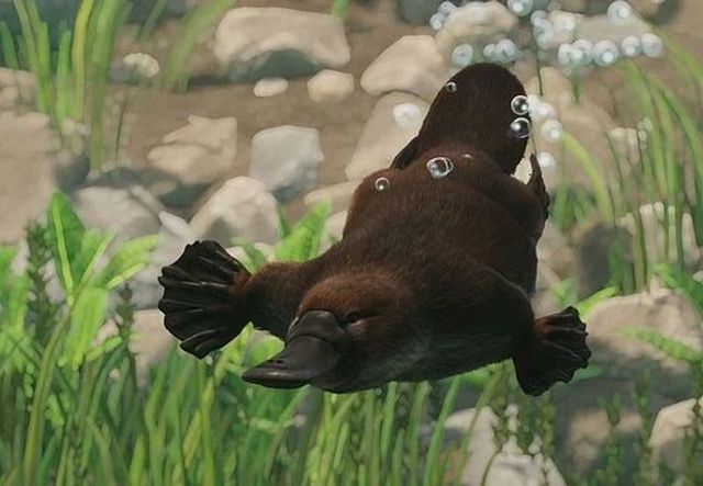파일:PlanetZoo Zoopedia Platypus.jpg