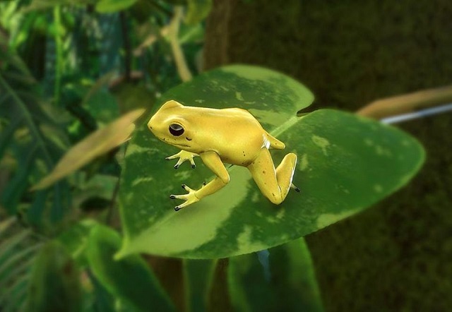 파일:PlanetZoo Zoopedia Golden Poison Frog.jpg