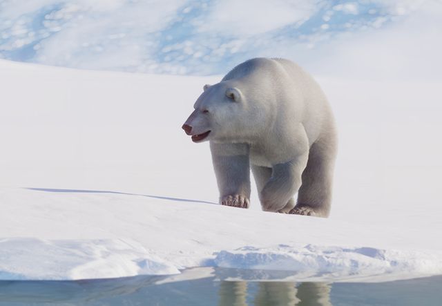 파일:PlanetZoo Zoopedia Polar Bear.jpg