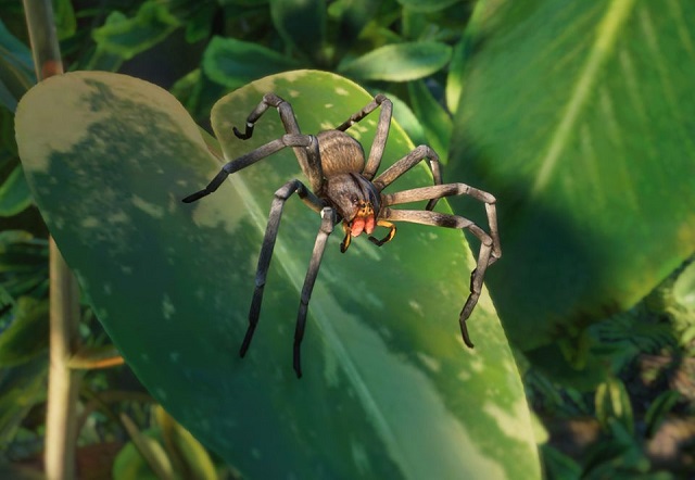 PlanetZoo Zoopedia Brazilian Wandering Spider.jpg