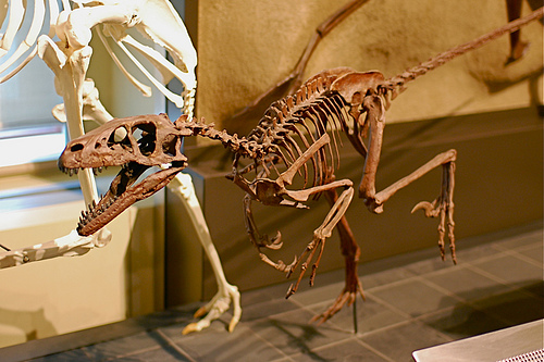 파일:Dromaeosaurus albertensis.jpg