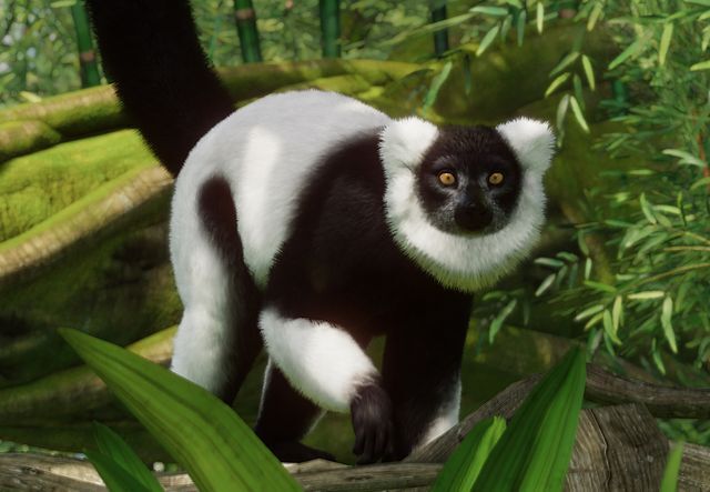 파일:PlanetZoo Zoopedia Black-and-White Ruffed Lemur.jpg