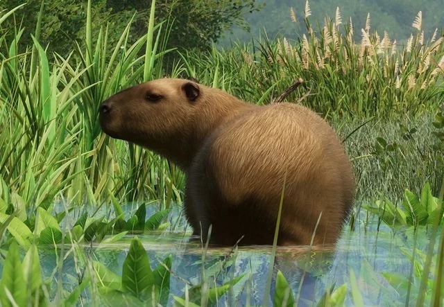 파일:PlanetZoo Zoopedia Capybara.jpg
