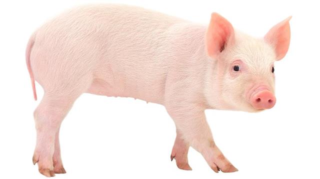 파일:Pig-animal.jpg