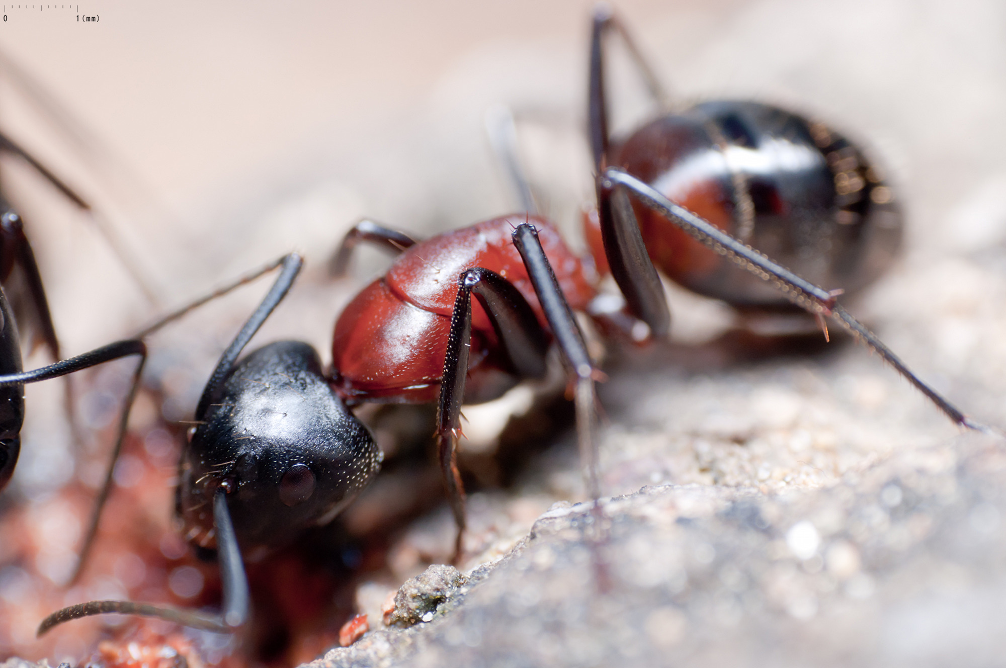 Camponotus obscuripes.jpg