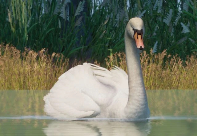 파일:PlanetZoo Zoopedia Mute Swan.jpg