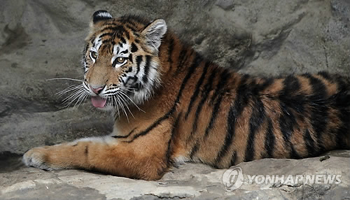 파일:시베리아 tiger.jpg