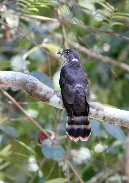 Hodgson's hawk-cuckoo.jpg