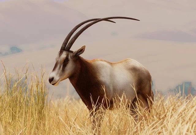 PlanetZoo Zoopedia Scimitar-Horned Oryx.jpg