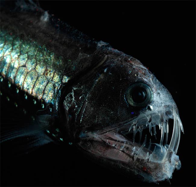 Viperfish.jpg