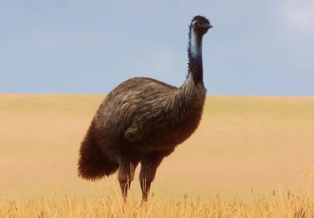파일:PlanetZoo Zoopedia Emu.jpg