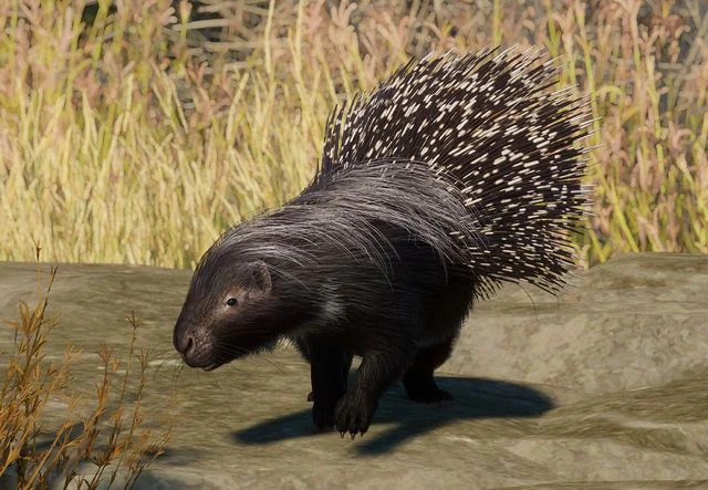 PlanetZoo Zoopedia African Crested Porcupine.jpg
