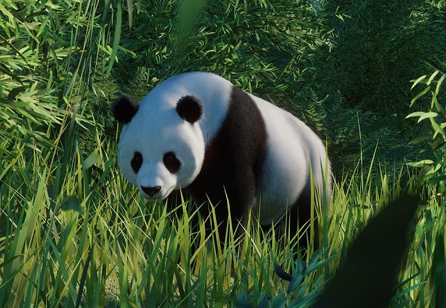 PlanetZoo Zoopedia Giant Panda.jpg