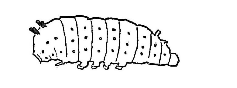파일:Scp-097-ko-larva-4.jpg