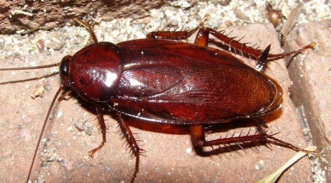 파일:Smokybrown cockroach.jpg