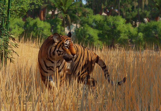 PlanetZoo Zoopedia Bengal Tiger.jpg