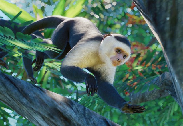 PlanetZoo Zoopedia Colombian White-Faced Capuchin Monkey.jpg