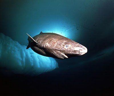 파일:Greenland shark.jpg