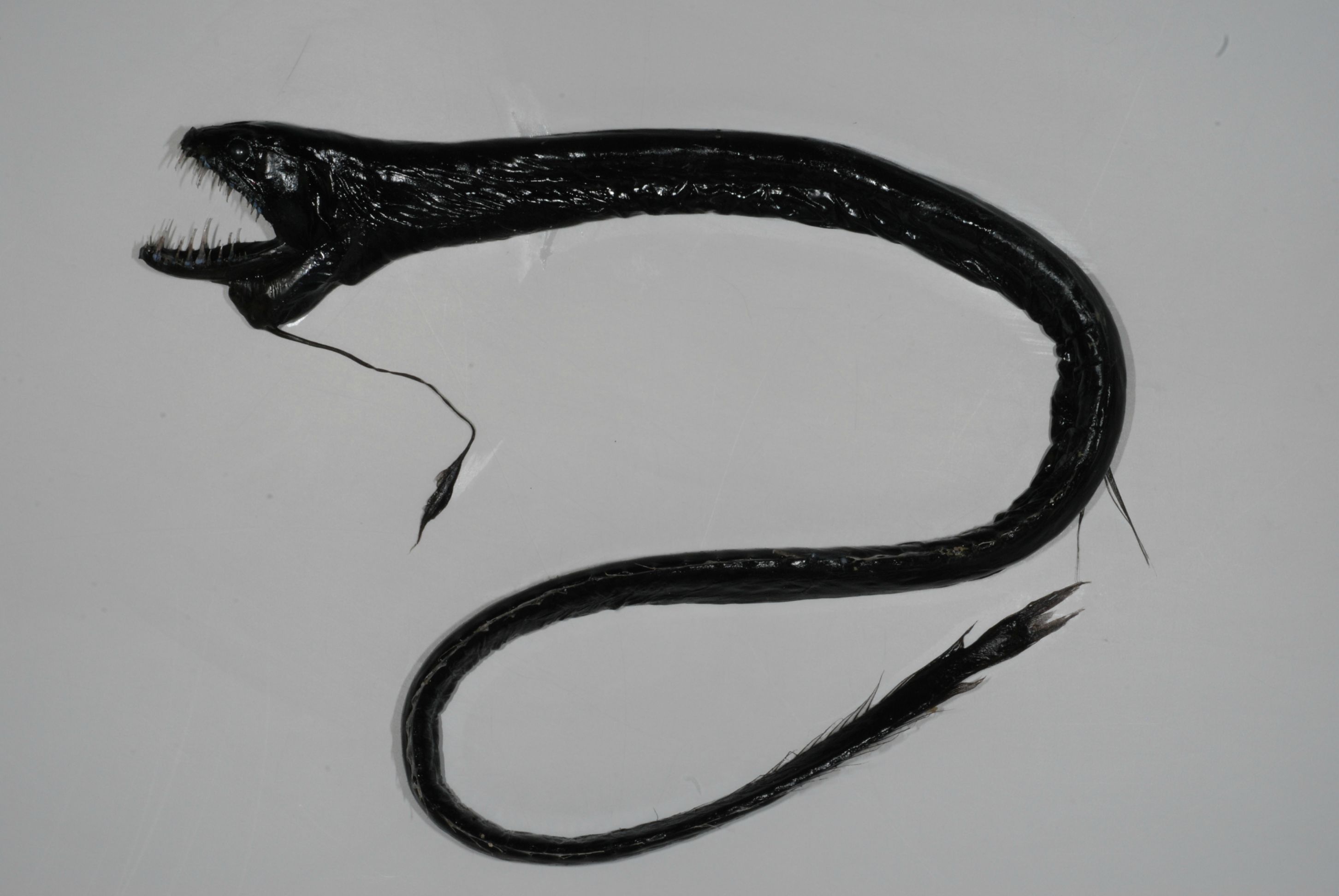 Black dragonfish.jpg