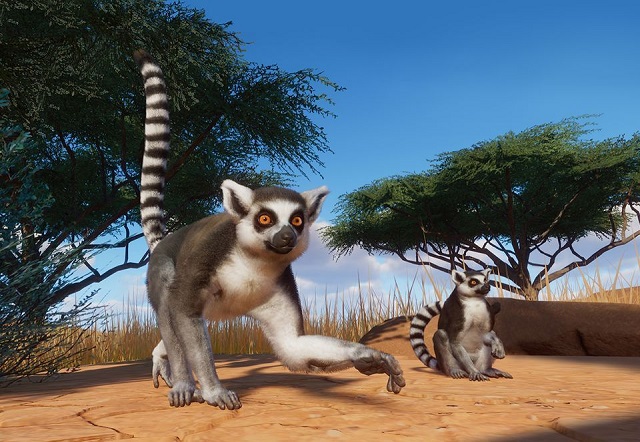 PlanetZoo Zoopedia Ring Tailed Lemur.jpg