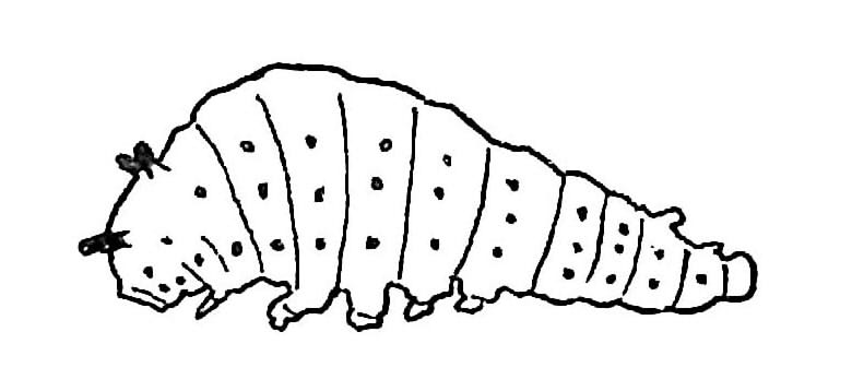 파일:Scp-097-ko-larva-5.jpg