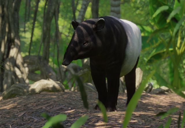 파일:PlanetZoo Zoopedia Malayan Tapir.jpg