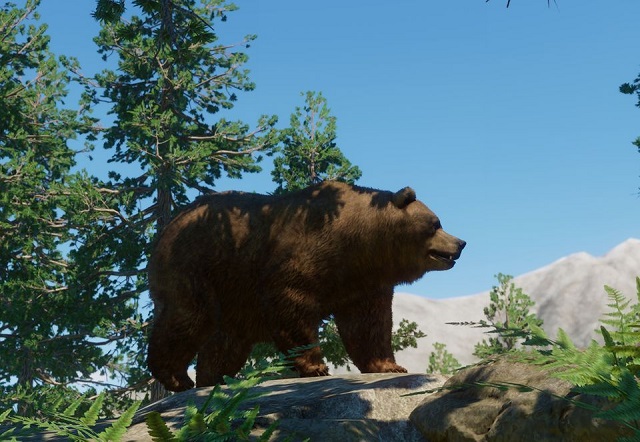 파일:PlanetZoo Zoopedia Himalayan Brown Bear.jpg