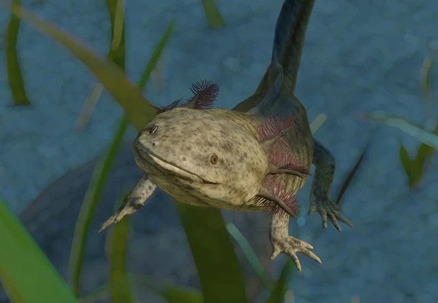 파일:PlanetZoo Zoopedia Axolotl.jpg