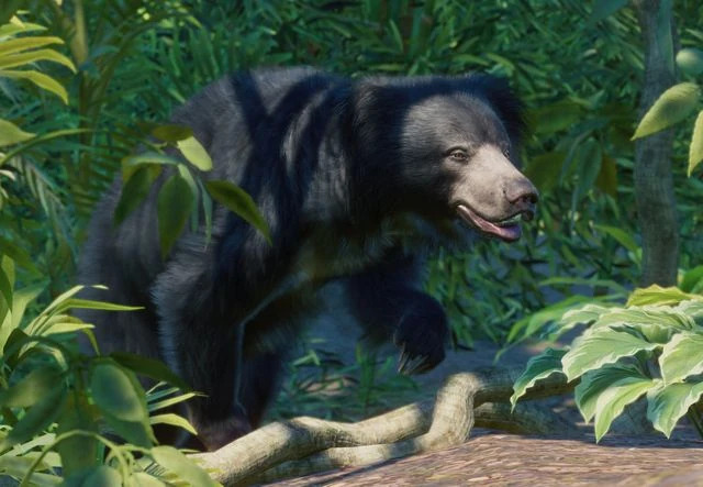 PlanetZoo Zoopedia Sloth Bear.jpg