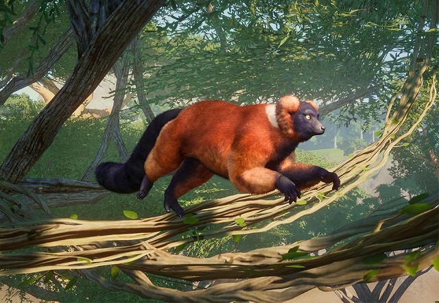 파일:PlanetZoo Zoopedia Red Ruffed Lemur.jpg