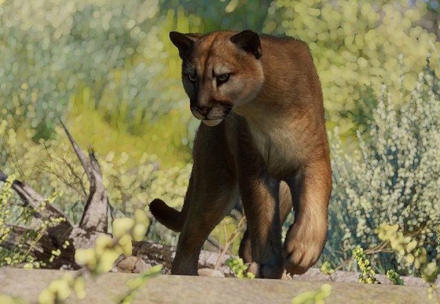 파일:PlanetZoo Zoopedia Cougar.jpg