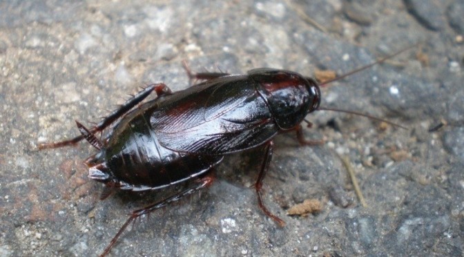 파일:Japanese cockroach.jpg