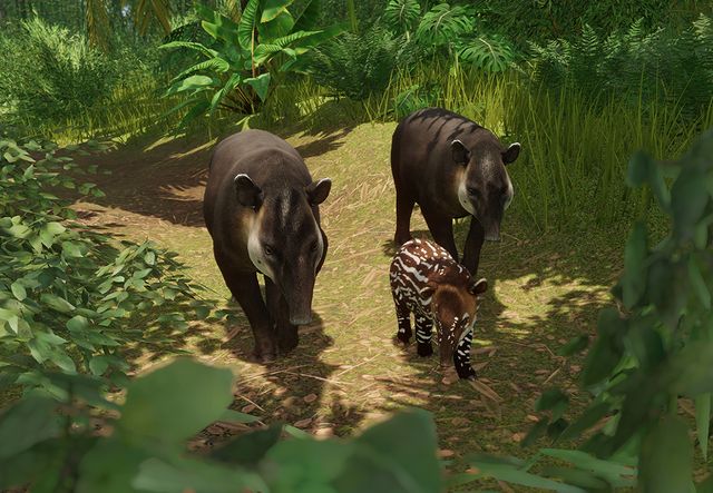 PlanetZoo Zoopedia Baird's Tapir.jpg