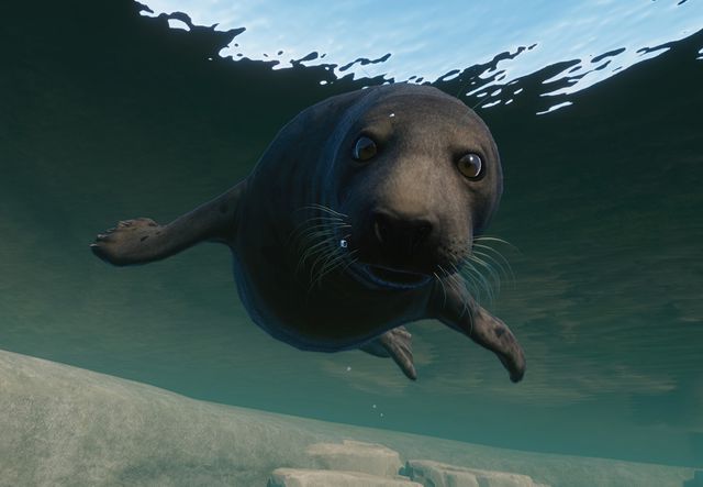 PlanetZoo Zoopedia Grey Seal.jpg