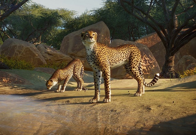 파일:PlanetZoo Zoopedia Cheetah.jpg