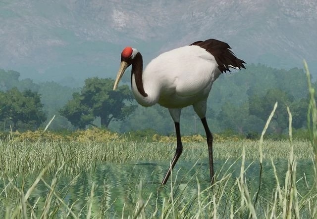 파일:PlanetZoo Zoopedia Red-Crowned Crane.jpg