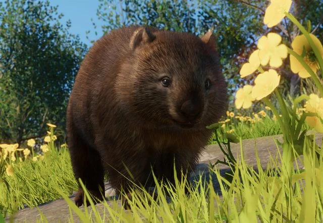 파일:PlanetZoo Zoopedia Wombat.jpg