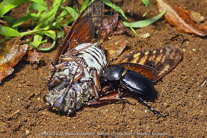 파일:Scarab Beetle.jpg