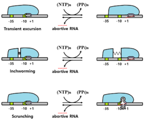 Prokaryote transcription elongation.png