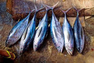 가다랑어 tuna fish tuna fish catch scales fin fresh seafood-857662.jpg!d.jpeg