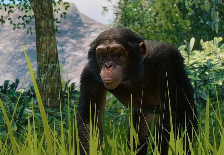 PlanetZoo Zoopedia Western Chimpanzee.jpg
