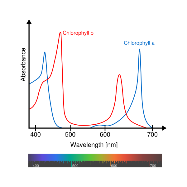 파일:Chlorophyll ab spectra-en.svg