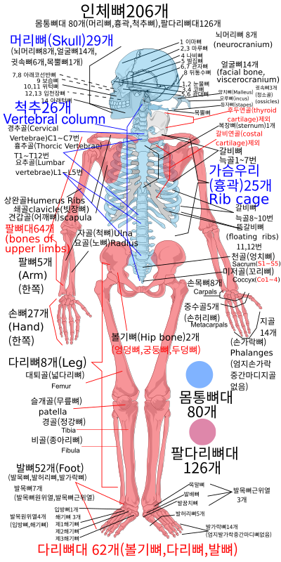 Skeleton diagram ko00.svg