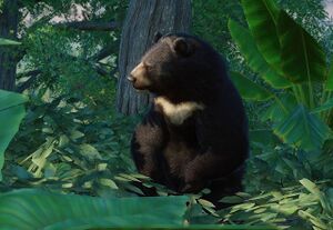 PlanetZoo Zoopedia Formosan Black Bear.jpg