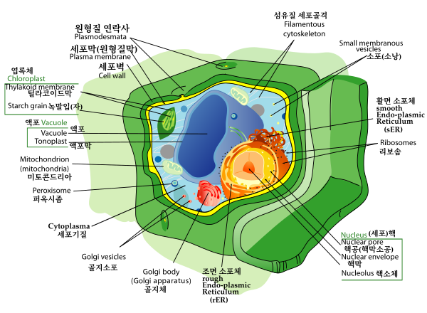 Plant cell structure-ko.svg